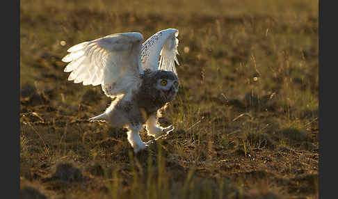 Schnee-Eule (Bubo scandiacus)