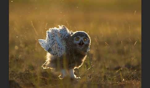 Schnee-Eule (Bubo scandiacus)