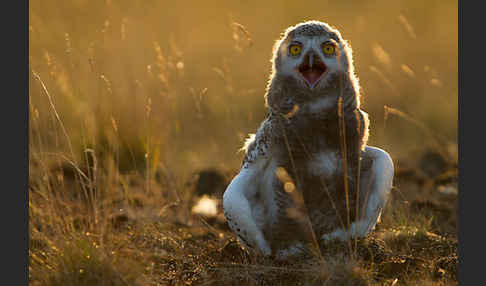 Schnee-Eule (Bubo scandiacus)