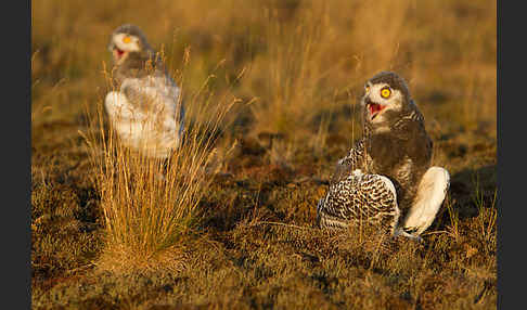 Schnee-Eule (Bubo scandiacus)