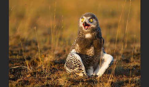 Schnee-Eule (Bubo scandiacus)