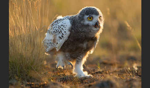 Schnee-Eule (Bubo scandiacus)