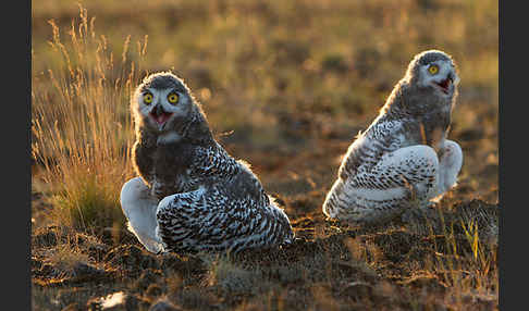 Schnee-Eule (Bubo scandiacus)