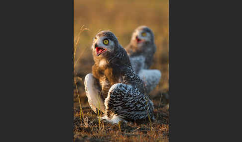 Schnee-Eule (Bubo scandiacus)