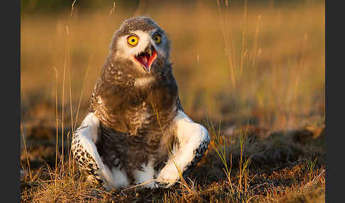 Schnee-Eule (Bubo scandiacus)