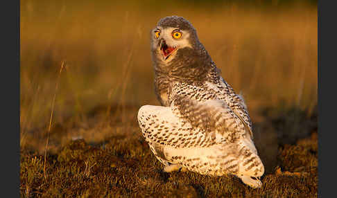 Schnee-Eule (Bubo scandiacus)