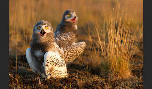 Schnee-Eule (Bubo scandiacus)