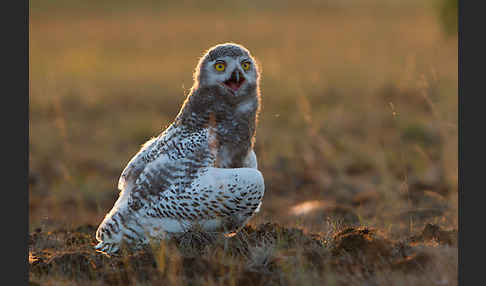 Schnee-Eule (Bubo scandiacus)