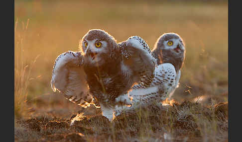 Schnee-Eule (Bubo scandiacus)