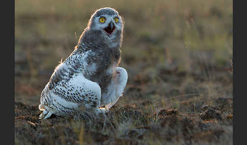 Schnee-Eule (Bubo scandiacus)