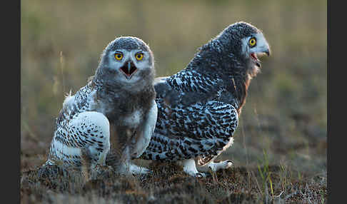 Schnee-Eule (Bubo scandiacus)