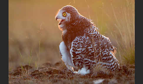 Schnee-Eule (Bubo scandiacus)