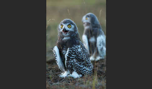 Schnee-Eule (Bubo scandiacus)