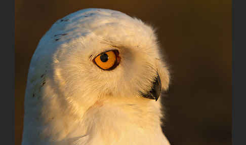 Schnee-Eule (Bubo scandiacus)