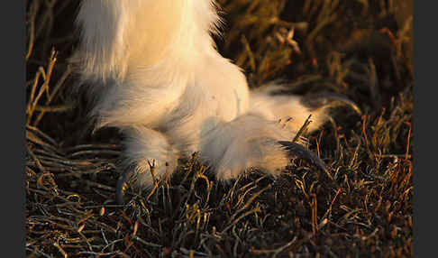 Schnee-Eule (Bubo scandiacus)