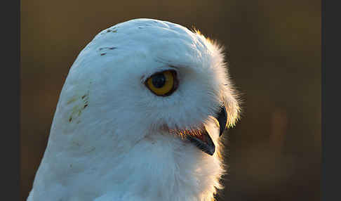 Schnee-Eule (Bubo scandiacus)