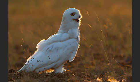 Schnee-Eule (Bubo scandiacus)