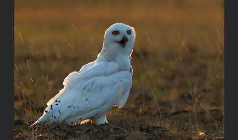 Schnee-Eule (Bubo scandiacus)