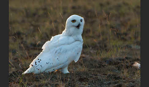 Schnee-Eule (Bubo scandiacus)