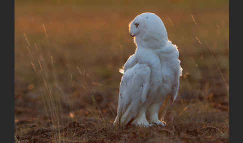 Schnee-Eule (Bubo scandiacus)