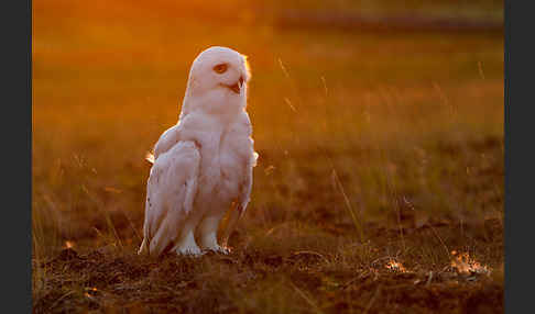 Schnee-Eule (Bubo scandiacus)