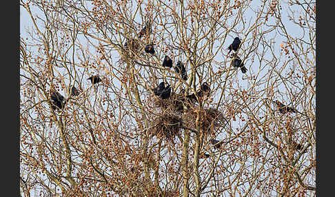 Saatkrähe (Corvus frugilegus)