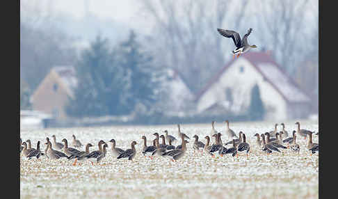 Tundrasaatgans (Anser fabalis rossicus)