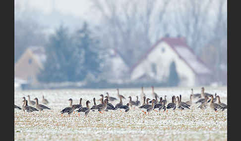 Tundrasaatgans (Anser fabalis rossicus)