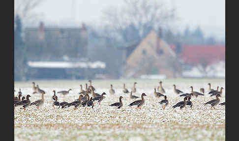 Tundrasaatgans (Anser fabalis rossicus)