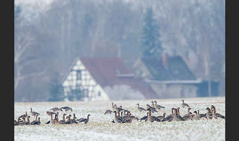 Tundrasaatgans (Anser fabalis rossicus)