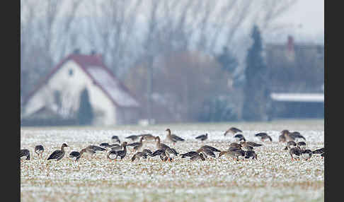 Tundrasaatgans (Anser fabalis rossicus)