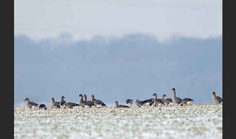 Tundrasaatgans (Anser fabalis rossicus)