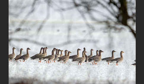 Tundrasaatgans (Anser fabalis rossicus)