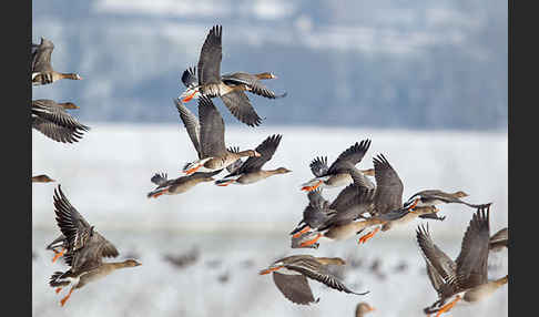 Tundrasaatgans (Anser fabalis rossicus)