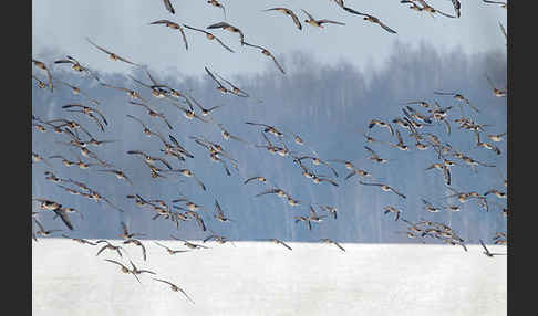 Tundrasaatgans (Anser fabalis rossicus)