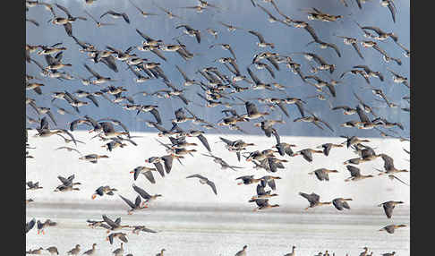 Tundrasaatgans (Anser fabalis rossicus)