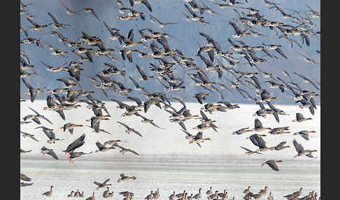 Tundrasaatgans (Anser fabalis rossicus)