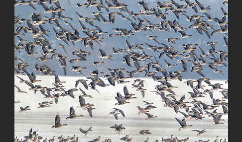 Tundrasaatgans (Anser fabalis rossicus)