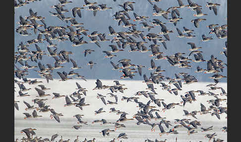 Tundrasaatgans (Anser fabalis rossicus)