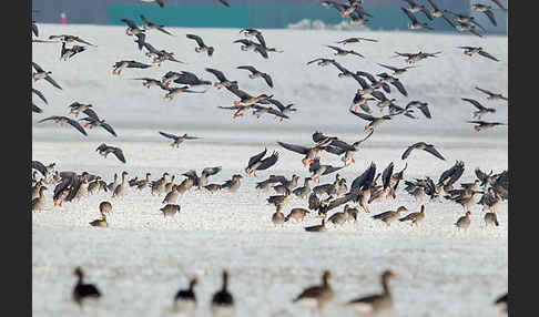 Tundrasaatgans (Anser fabalis rossicus)