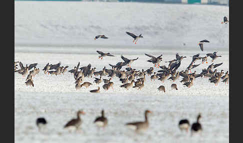 Tundrasaatgans (Anser fabalis rossicus)