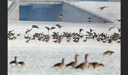 Tundrasaatgans (Anser fabalis rossicus)