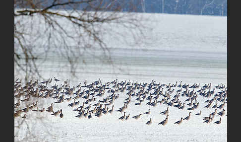 Tundrasaatgans (Anser fabalis rossicus)