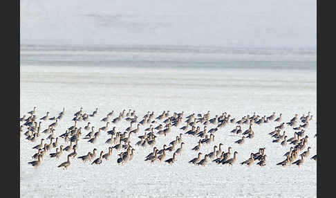 Tundrasaatgans (Anser fabalis rossicus)