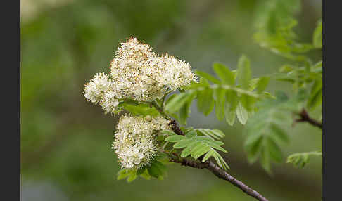 Speierling (Sorbus domestica)