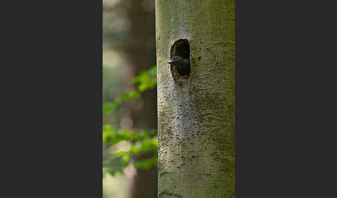 Schwarzspecht (Dryocopus martius)