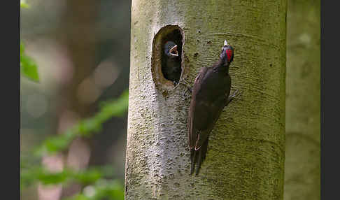 Schwarzspecht (Dryocopus martius)