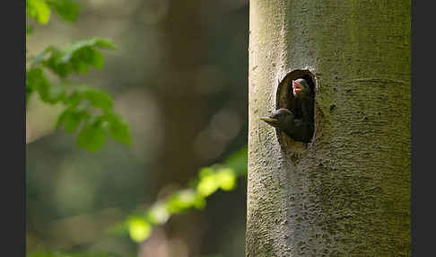 Schwarzspecht (Dryocopus martius)