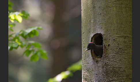 Schwarzspecht (Dryocopus martius)