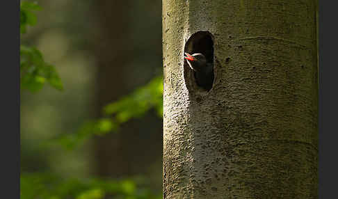 Schwarzspecht (Dryocopus martius)